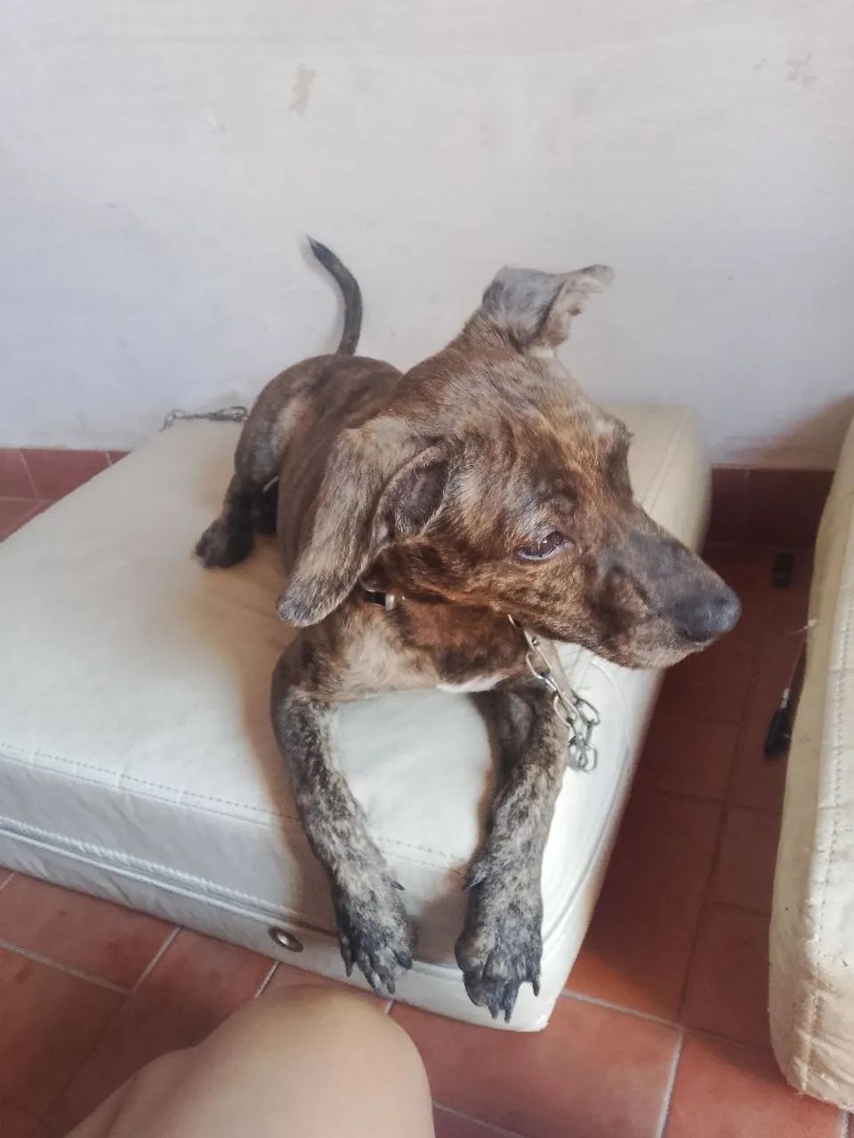 Cachorrinho para adoção  - Foto 2
