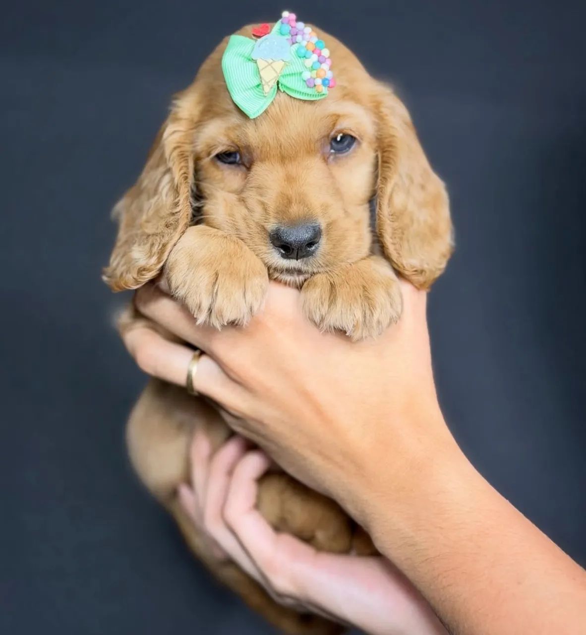 cocker 
