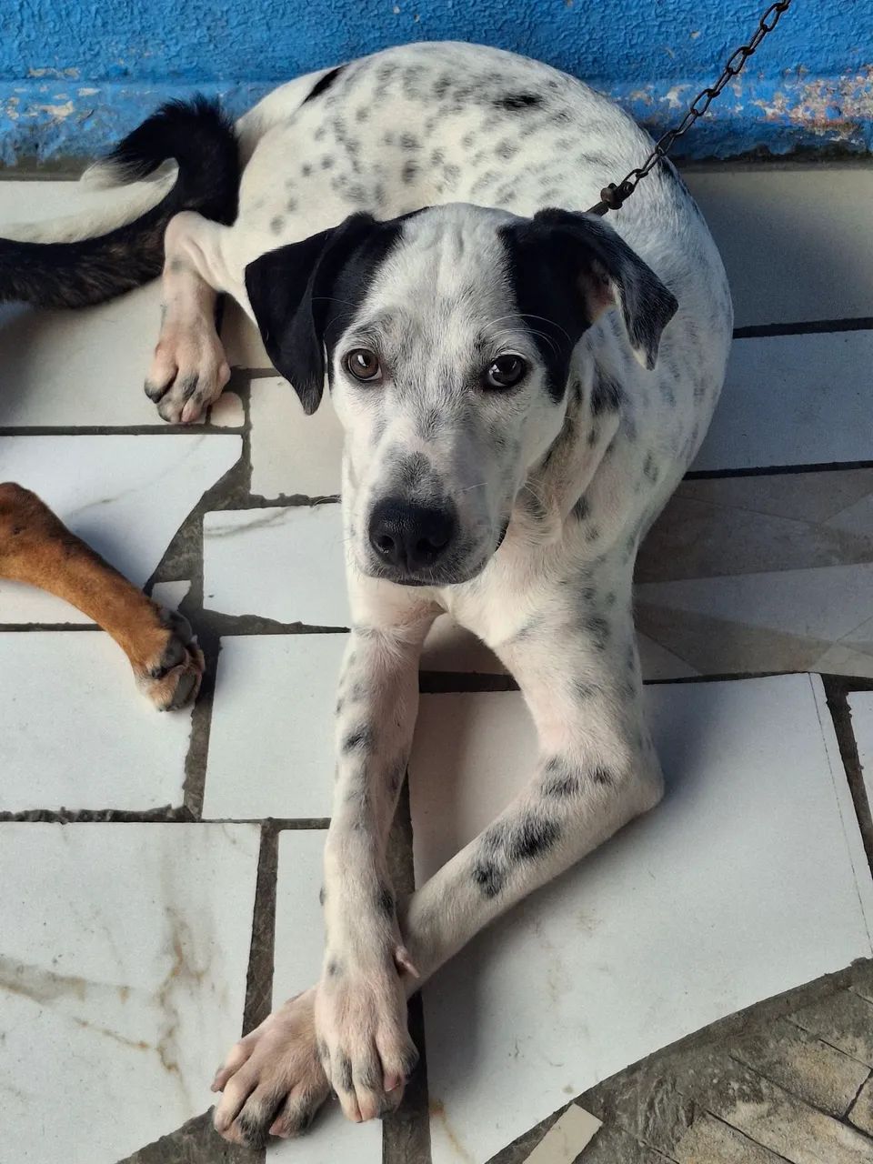 Cachorro para doação. - Foto 4