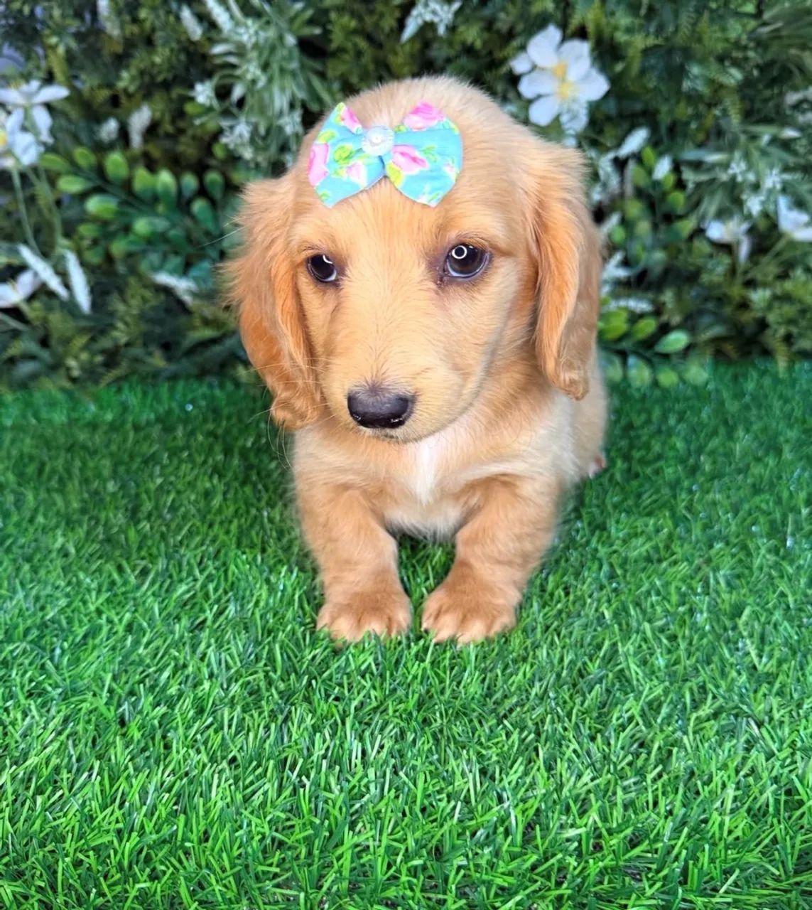 dachshund pelo longo  - Foto 5