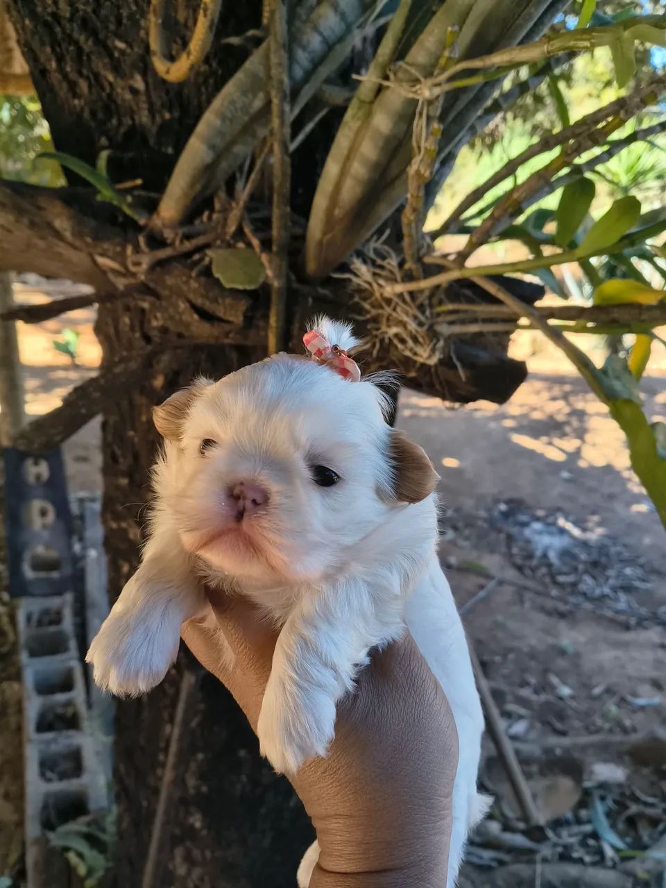 Animais  - Foto 2