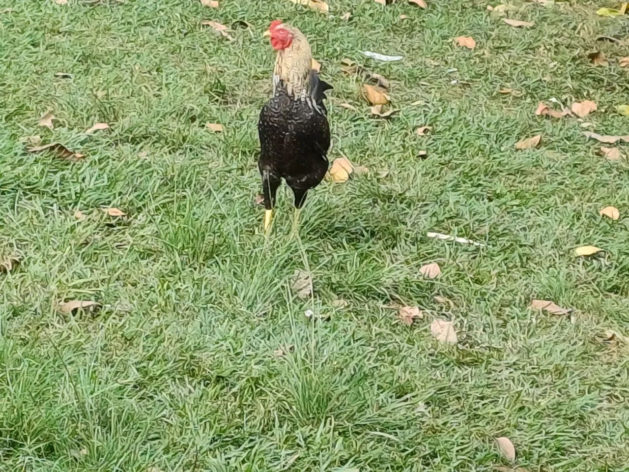 GALOS LEGORNE, CAIPIRA E  GALINHAS