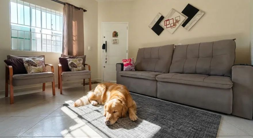 Doa se Cachorro Golden