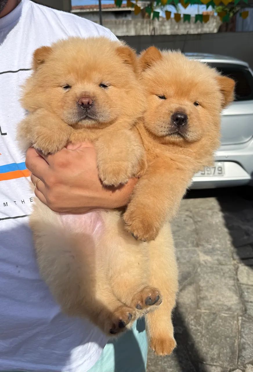 Filhote de Chow Chow  - Foto 5
