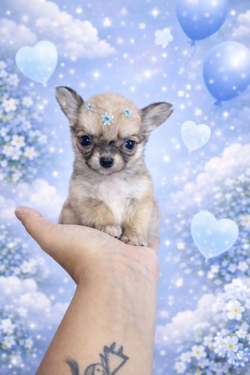 Chihuahua machinho pelo longo miniatura  - Foto 2