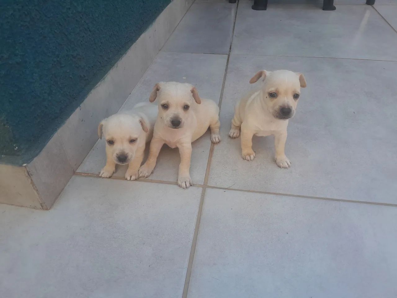 Vende se pinscher n 1 - Foto 4