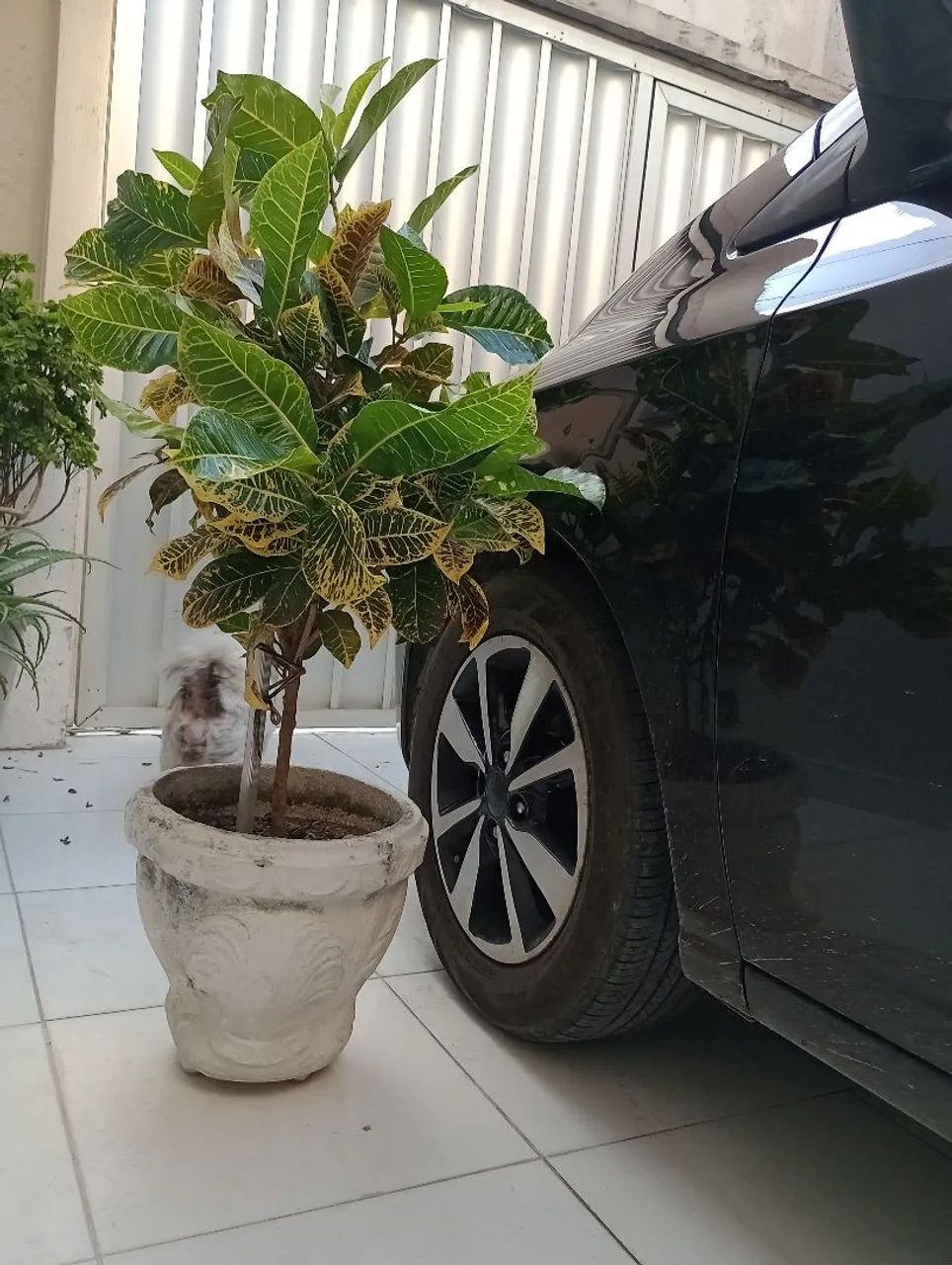 Planta croton 