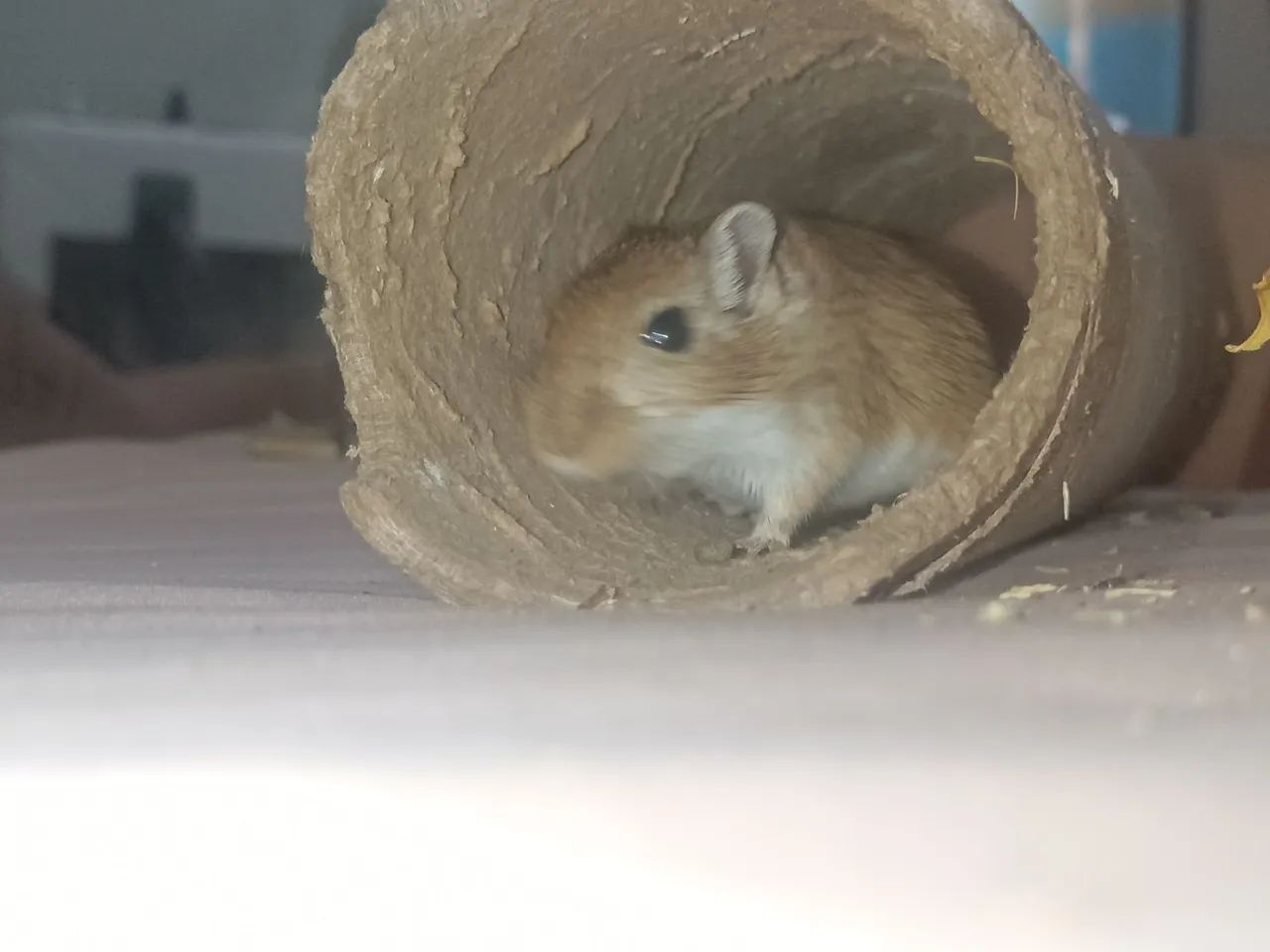 Esquilo da Mong ólia gerbil  - Foto 2