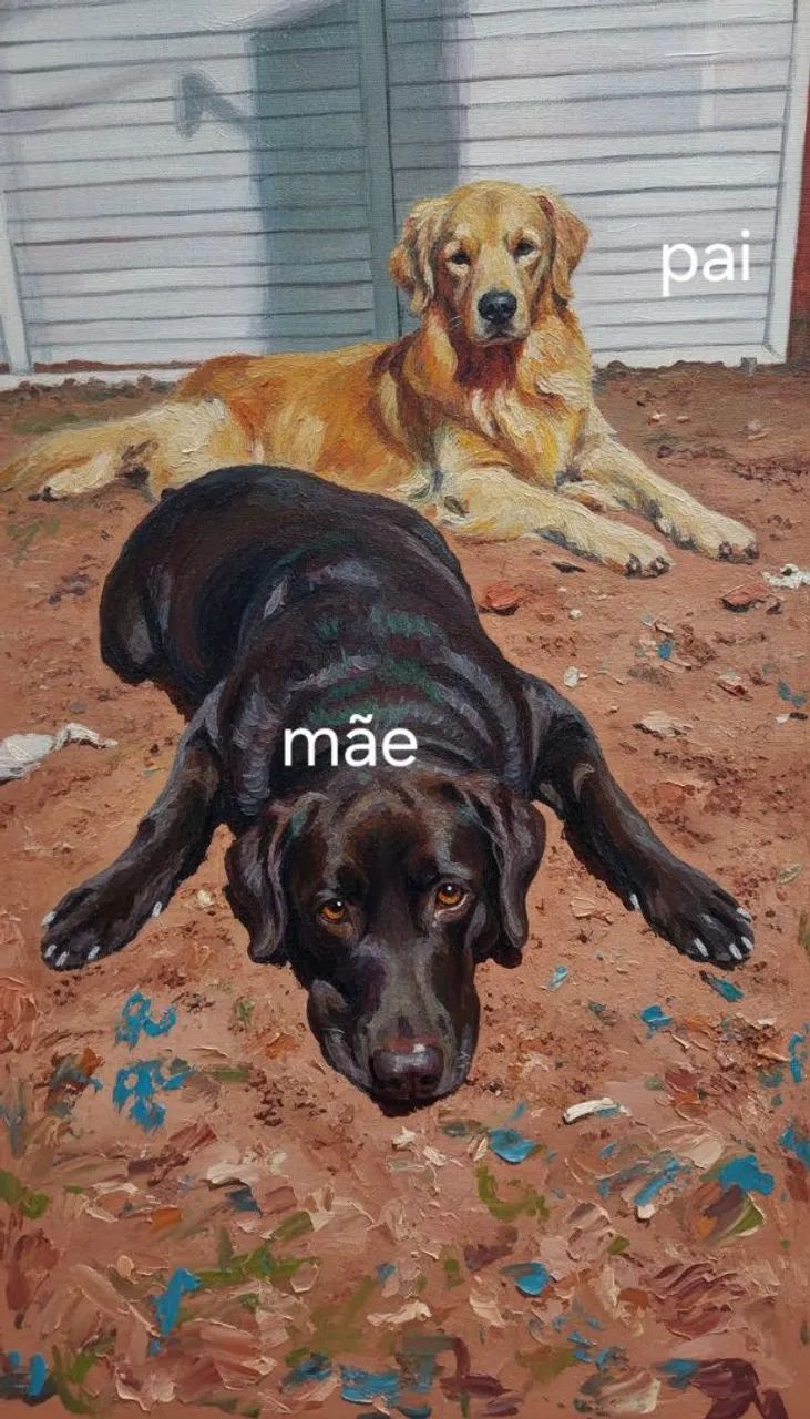 Filhotes de labragold - Foto 4