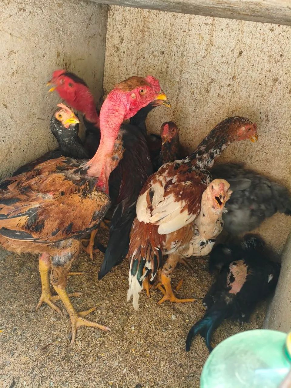 Galos galinhas e frango  - Foto 2