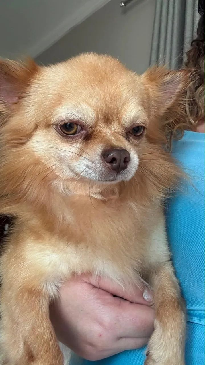 Chiuhuahua macho - Foto 2