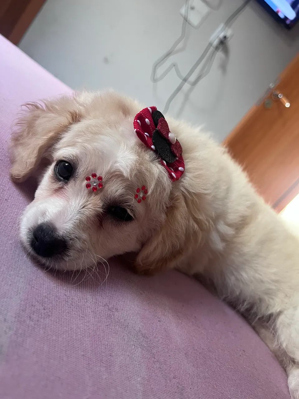 Vendo cachorra  - Foto 5