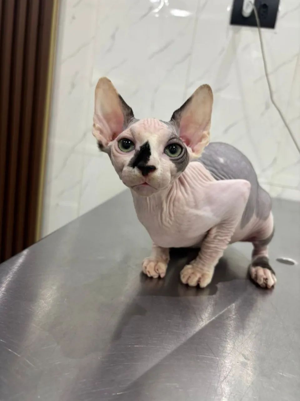 Lindo  bebê sphynx 