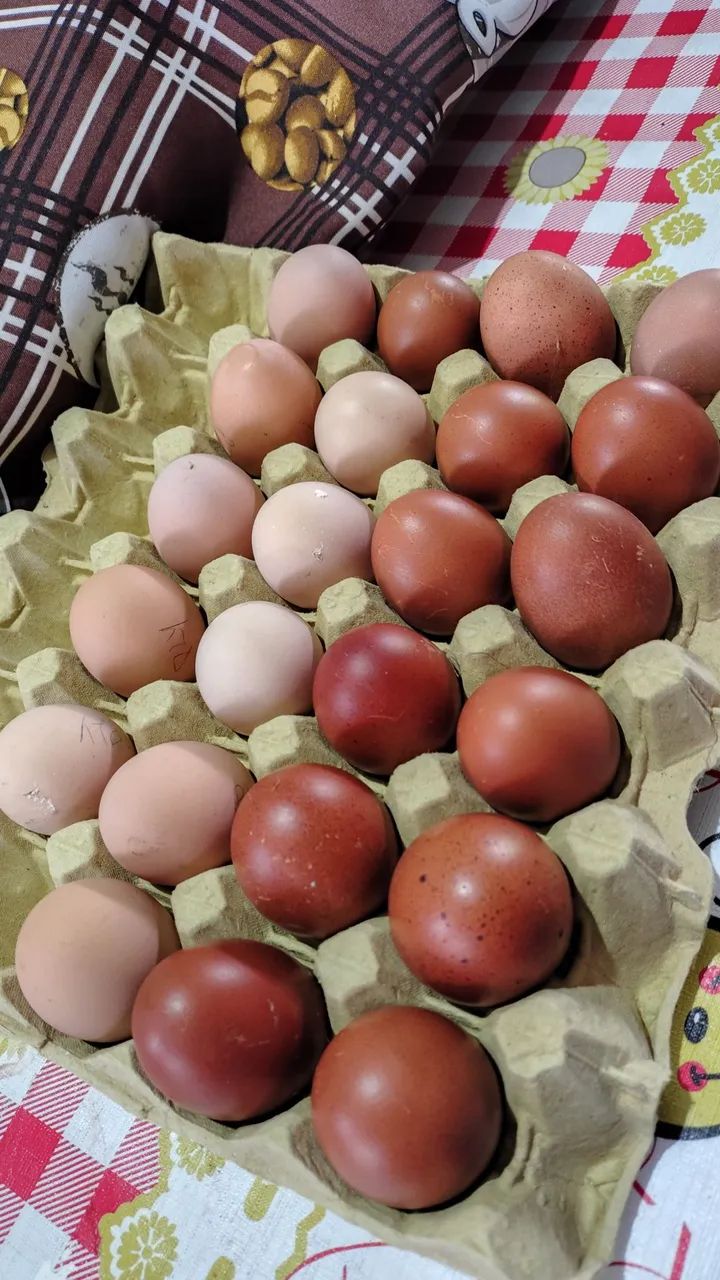 Ovos Férteis MARANS + PLAYMOUNT BARRADO 