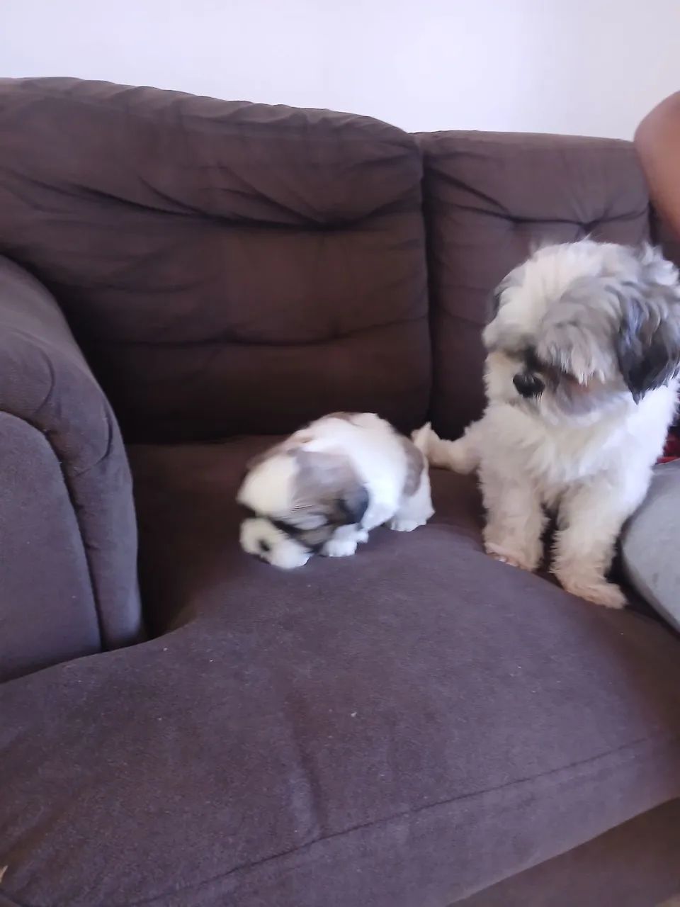 Pet - Foto 3