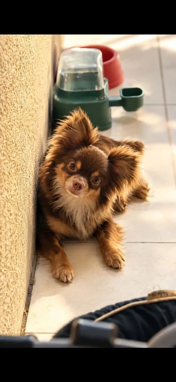 Chihuahua macho (CRUZA)