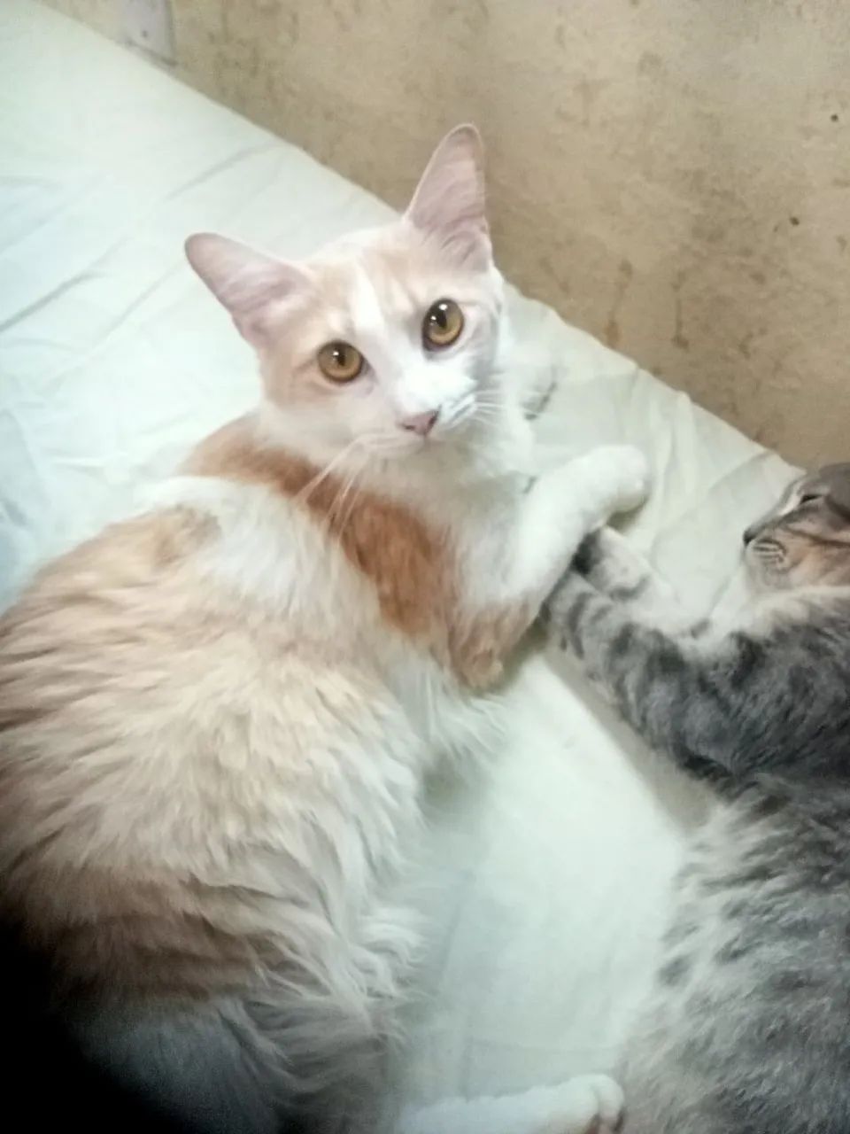 Gata pra doação 