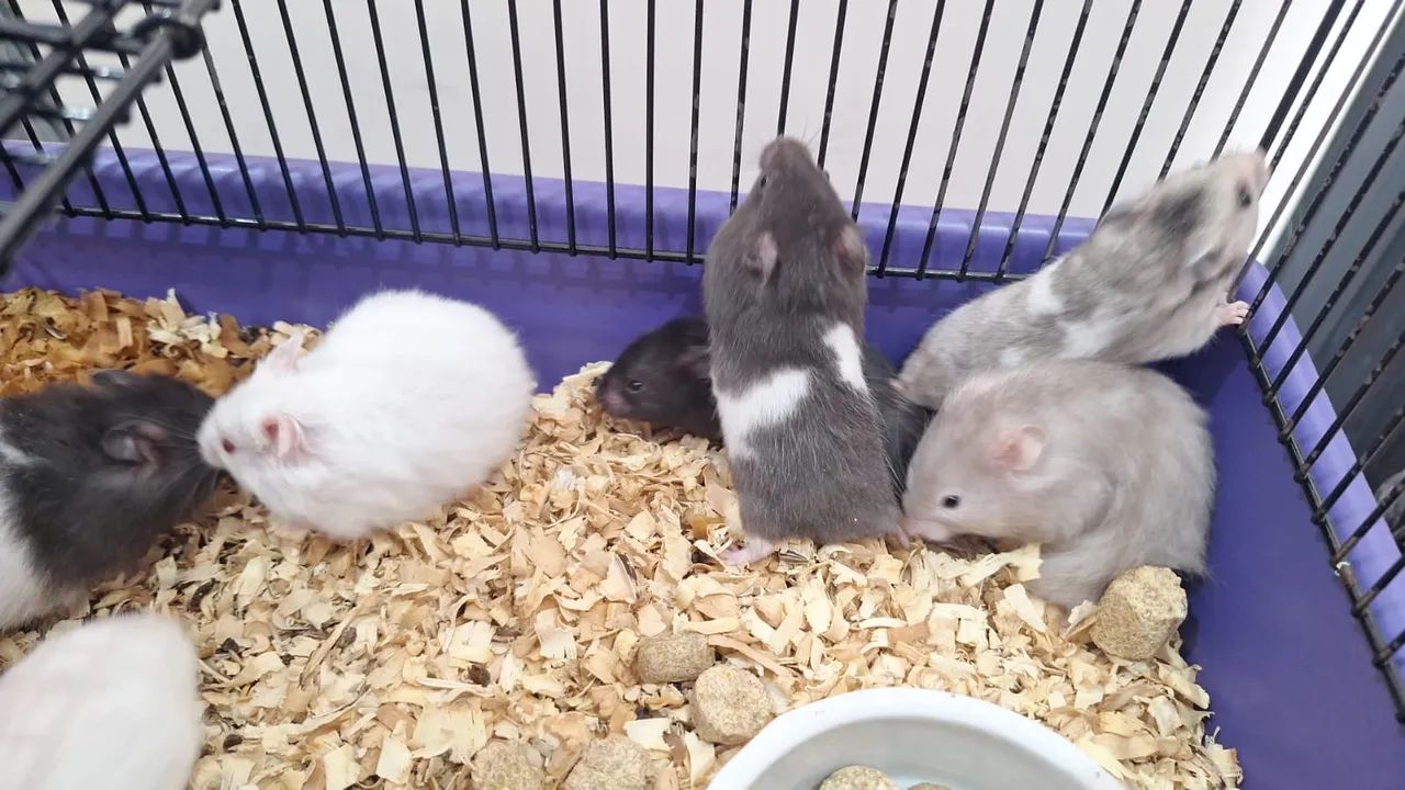 Hamster sírio  - Foto 3