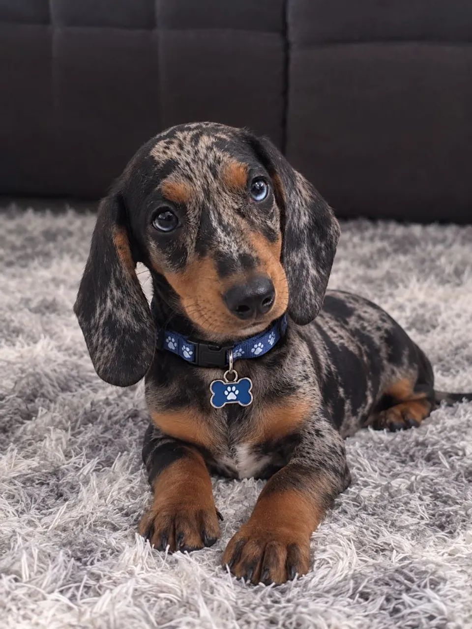 Dachshund - Machinho
