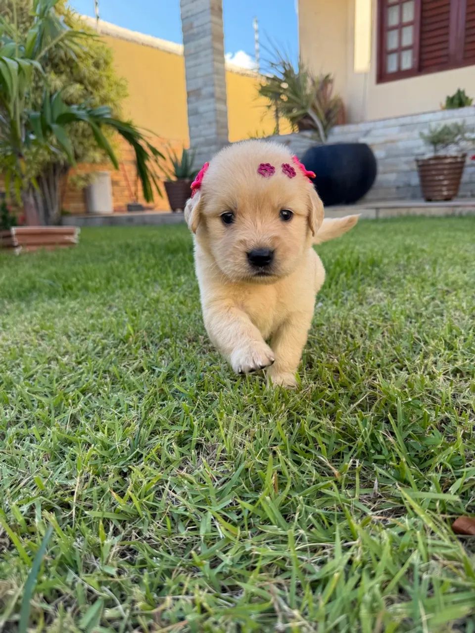 Golden retriever - Foto 2