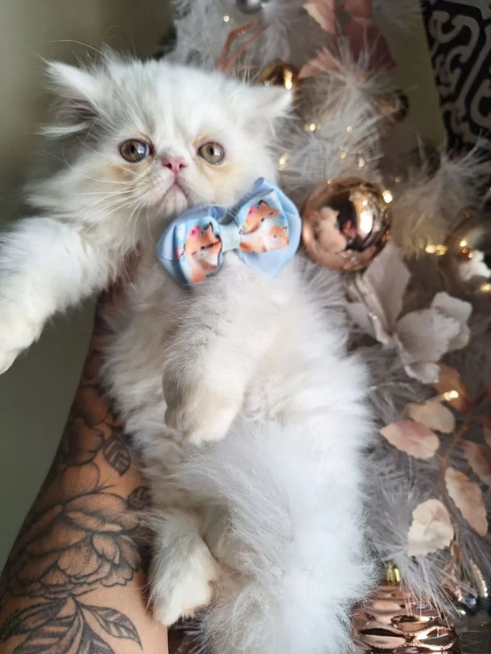 Filhotes de gato persa 