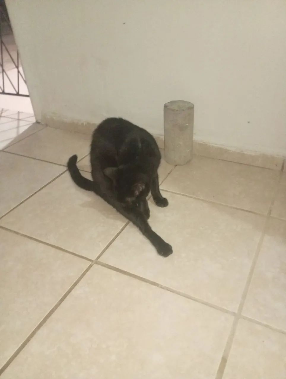 Doação responsável de gatos - Foto 4