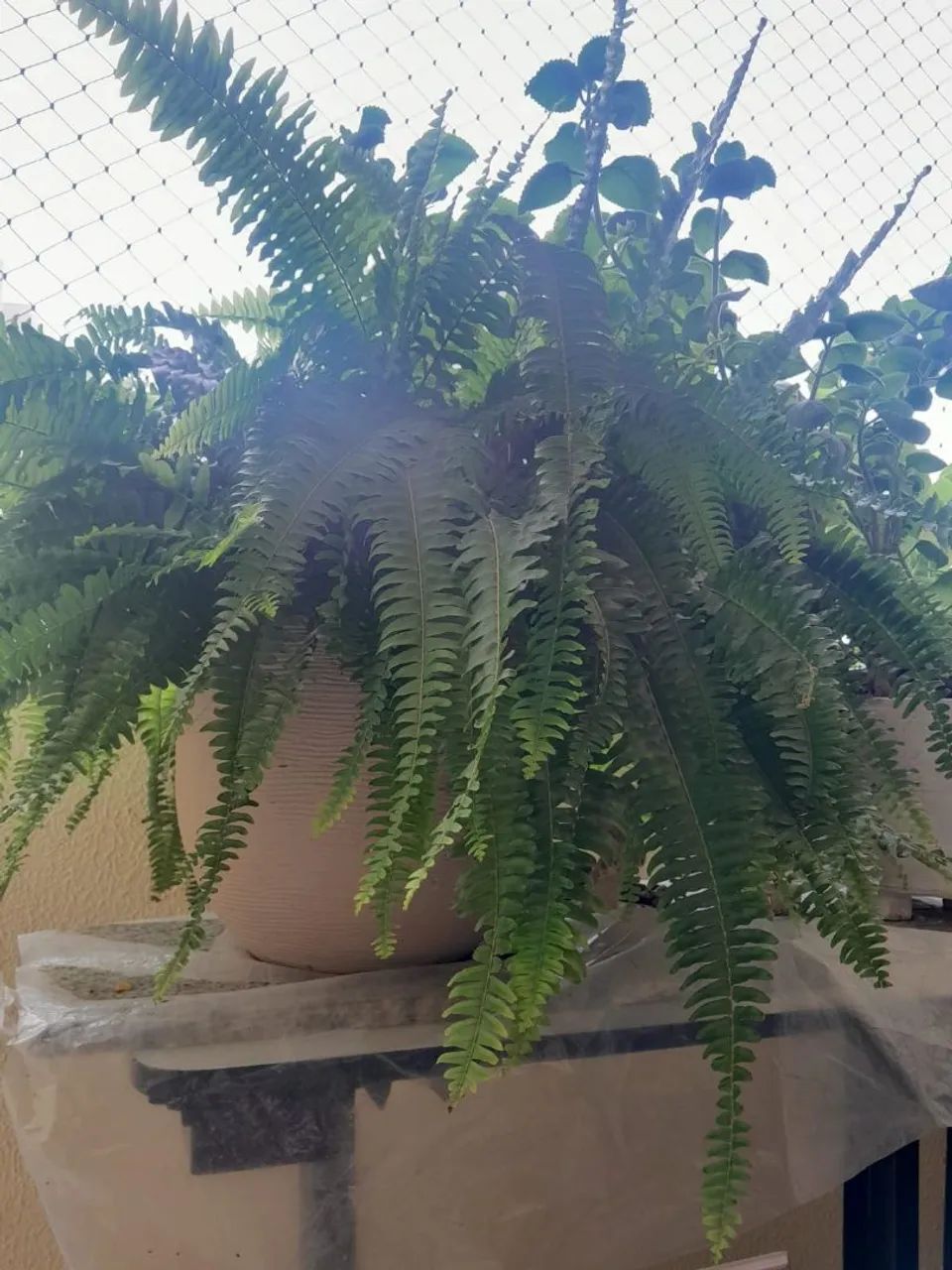 Samambaia cheia  - Foto 4