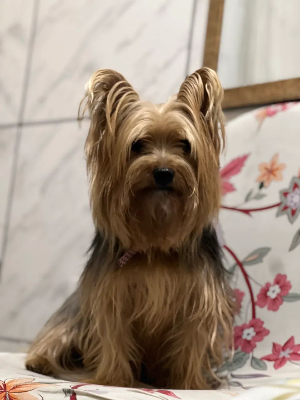 Yorkshire fêmea adulta  - Foto 6