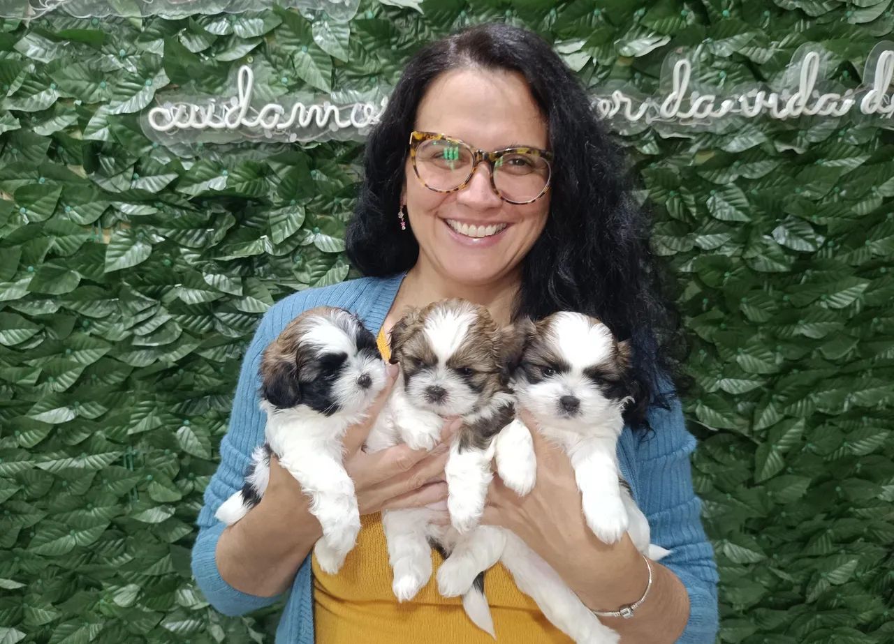 Filhote de shitzu fêmeas 