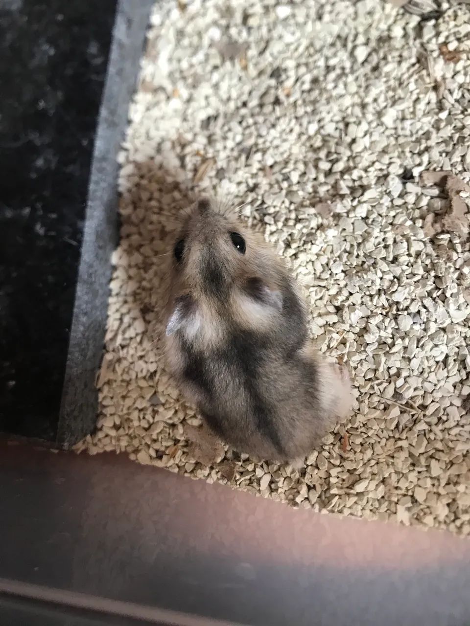 Hamster