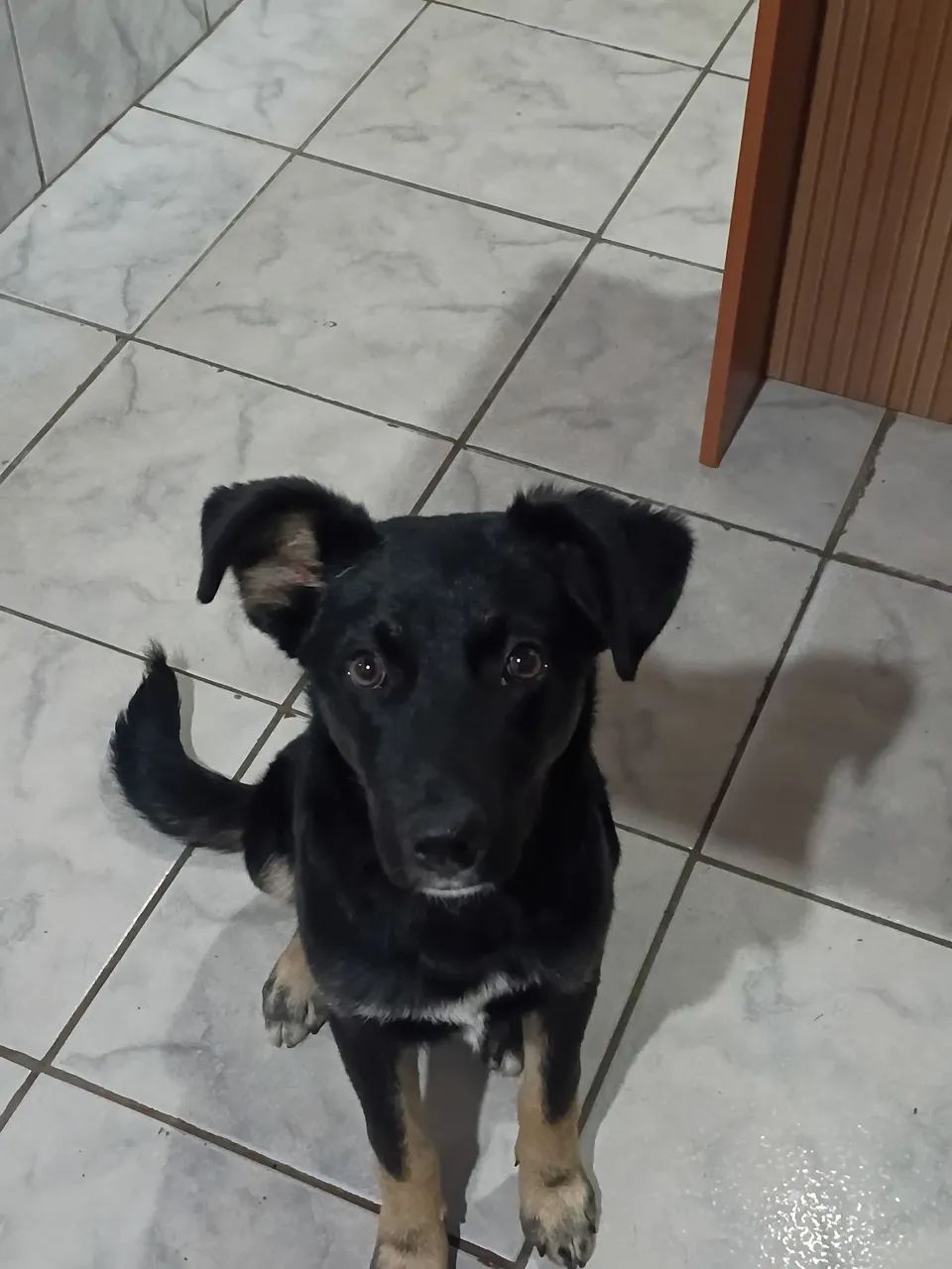 Doação filhote 