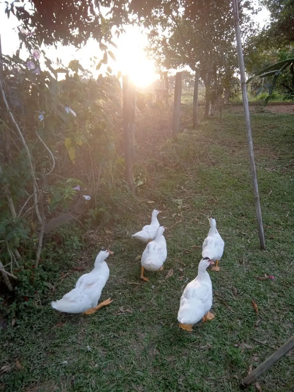 Pato a venda 