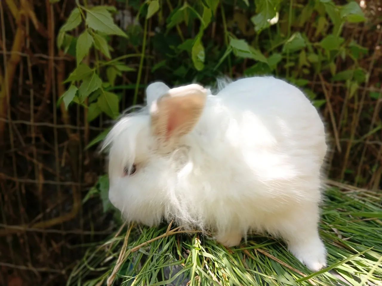 Mini coelho - Foto 4