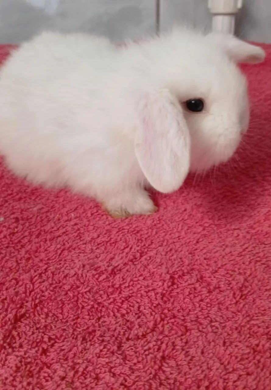 Coelhinhos Lop  - Foto 2
