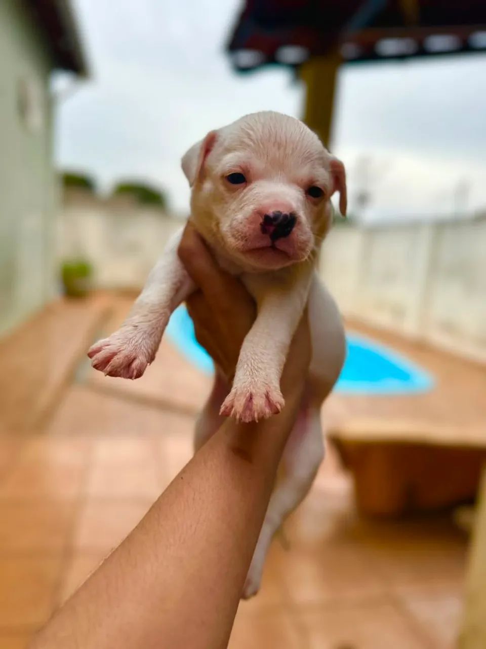 American Bully  - Foto 3