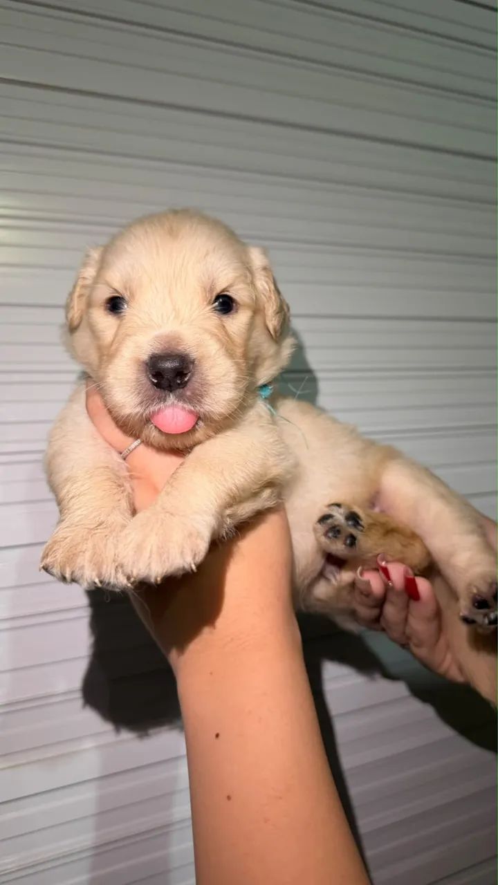 cachorro 