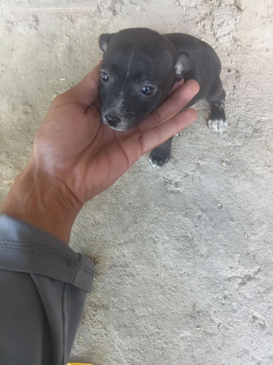 Pincher número 01 macho