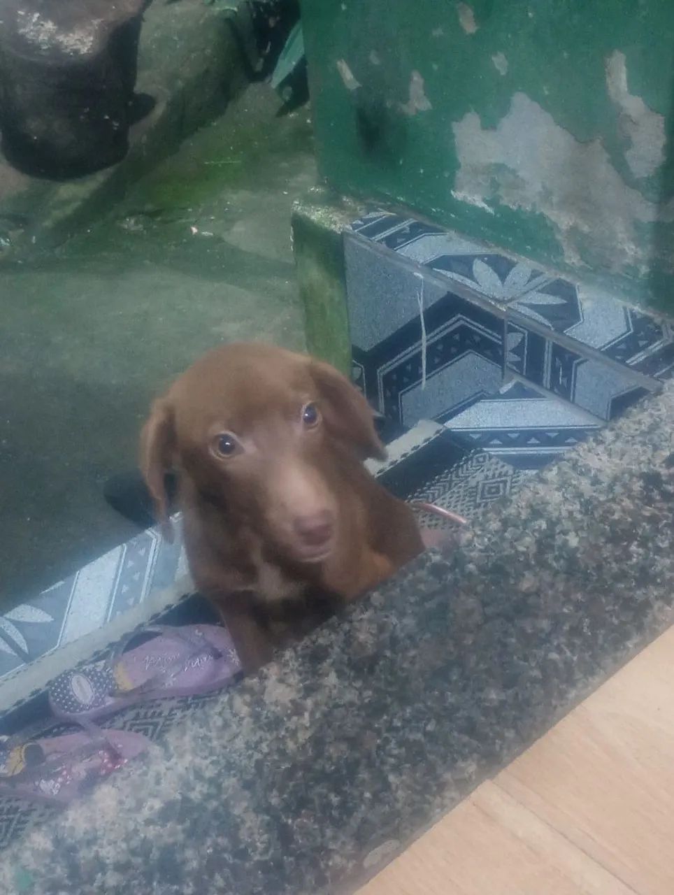 Cachorro 