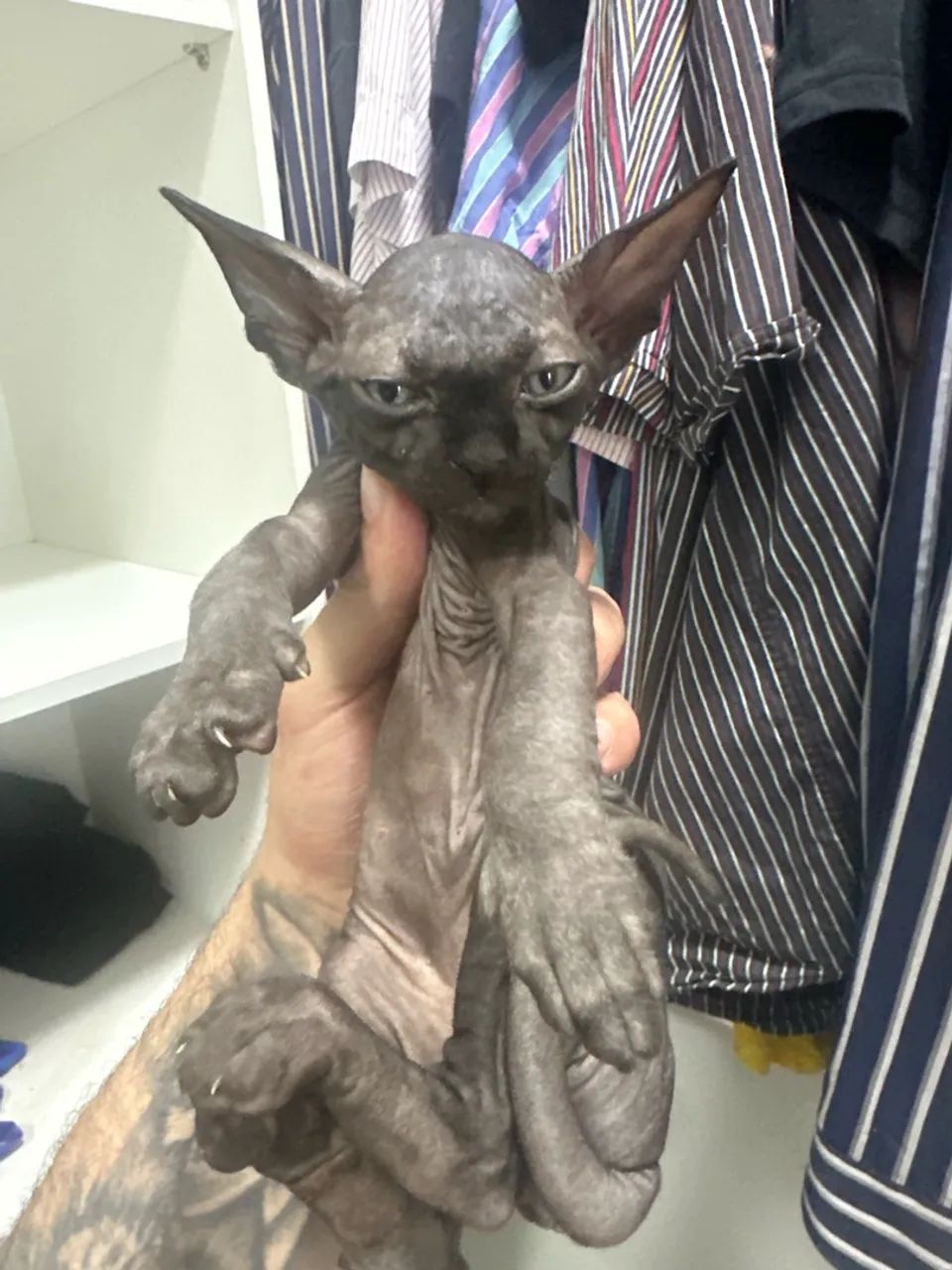 Sphynx macho cinza 