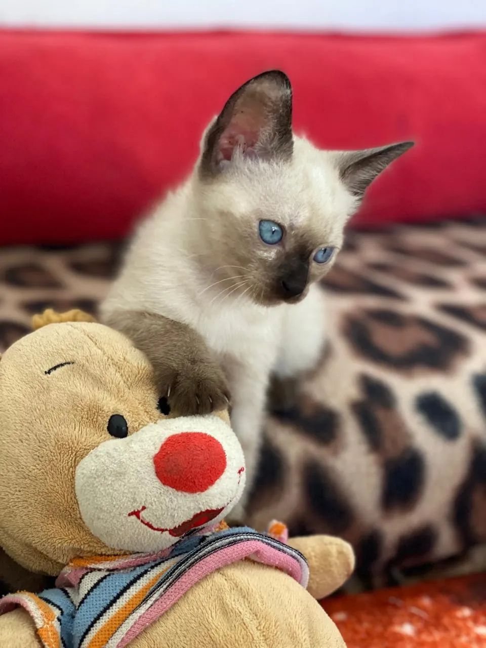 Gato siamês 