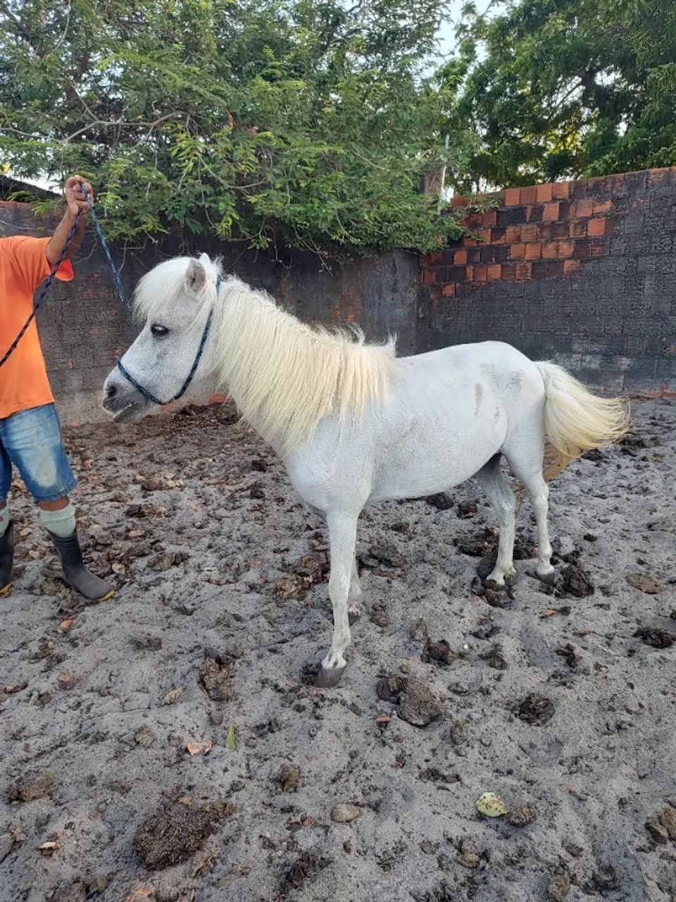 Égua PÔNEI (branca)