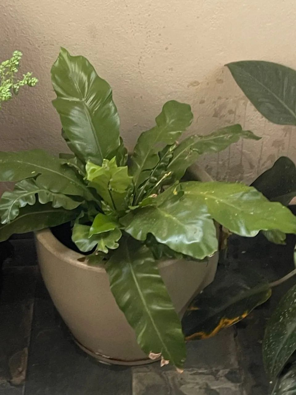 Plantas  - Foto 4