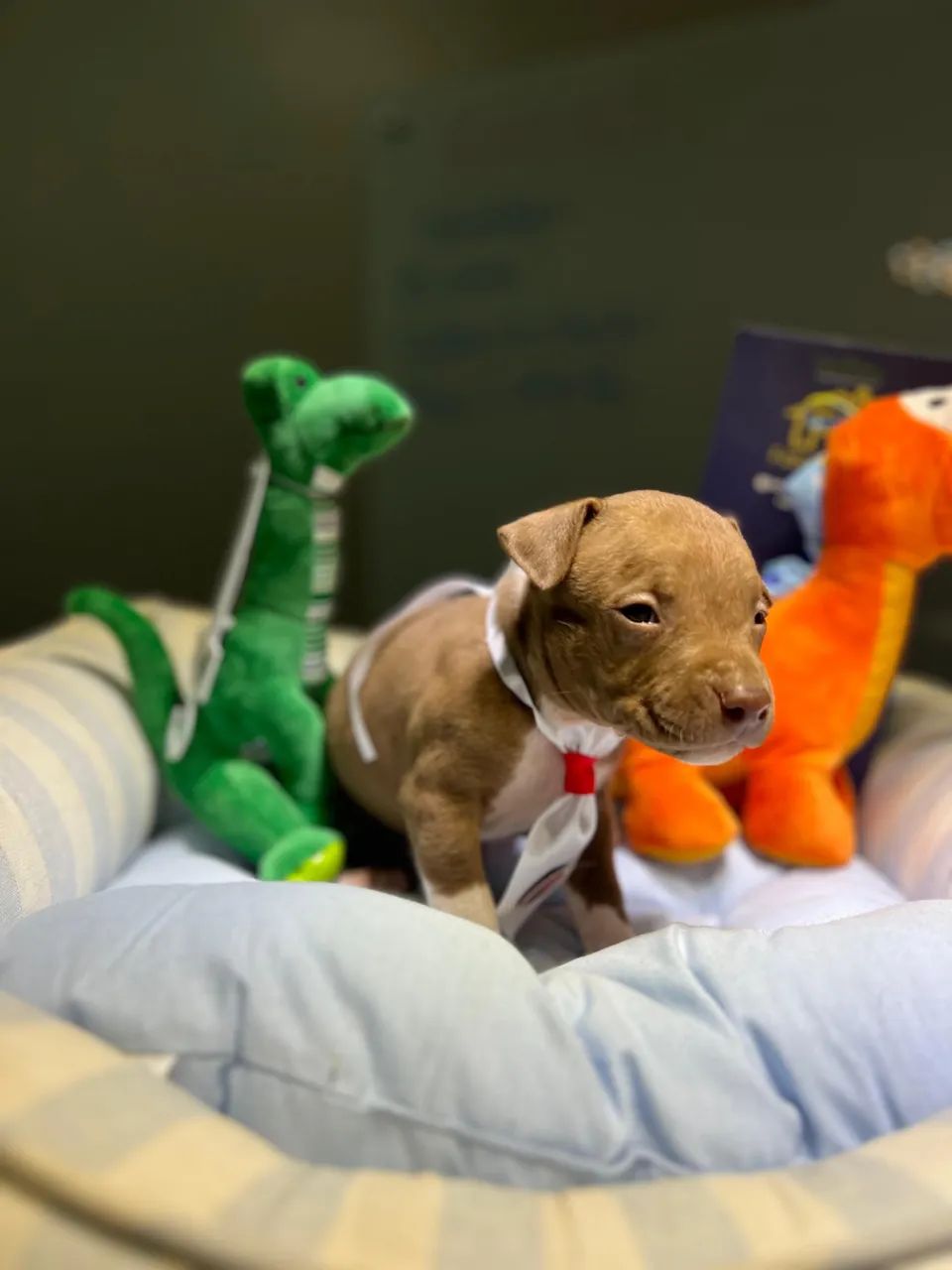 Filhote de Pit Bull Terrier 