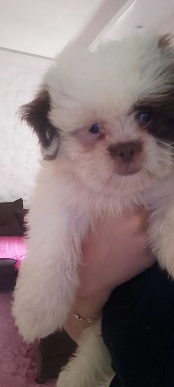 Cachorro shitzu  - Foto 4