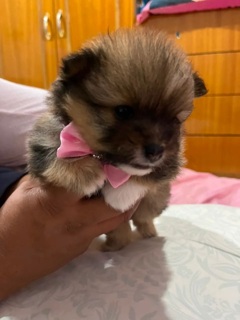 Spitz Macho e Fêmea  - Foto 3