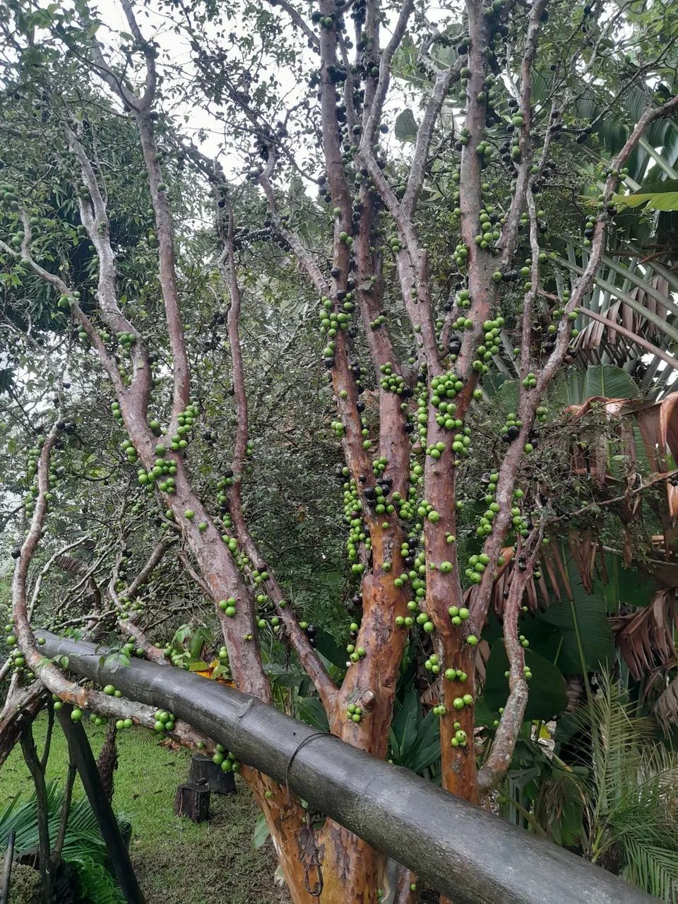 Jabuticaba sabara grande - Foto 3