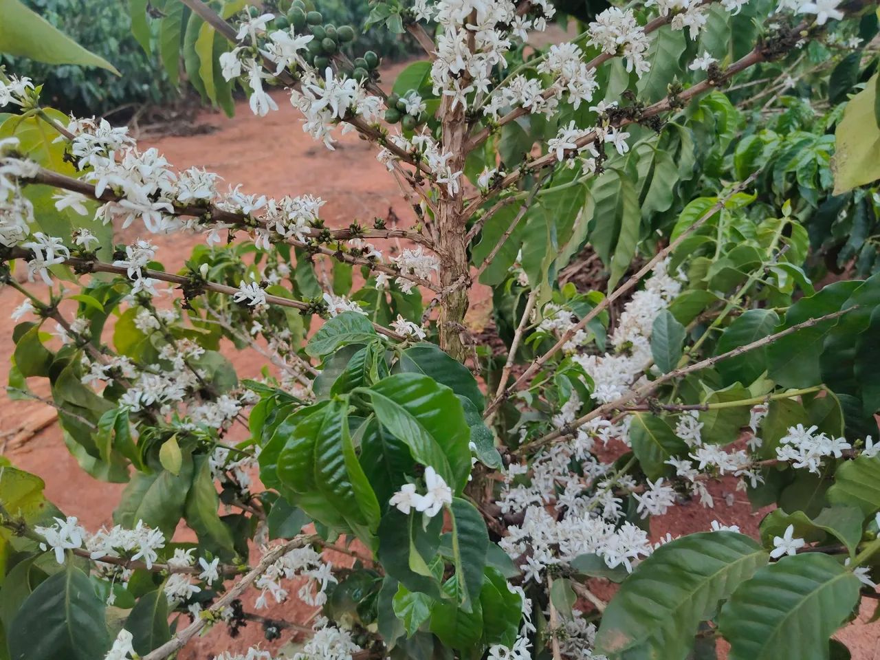 FAZENDA DE CAFÉ COM ALTA PERFORMANCE COM 470HEC, NA COMARCA DE PRESIDENTE OLEGÁRIO - Foto 3