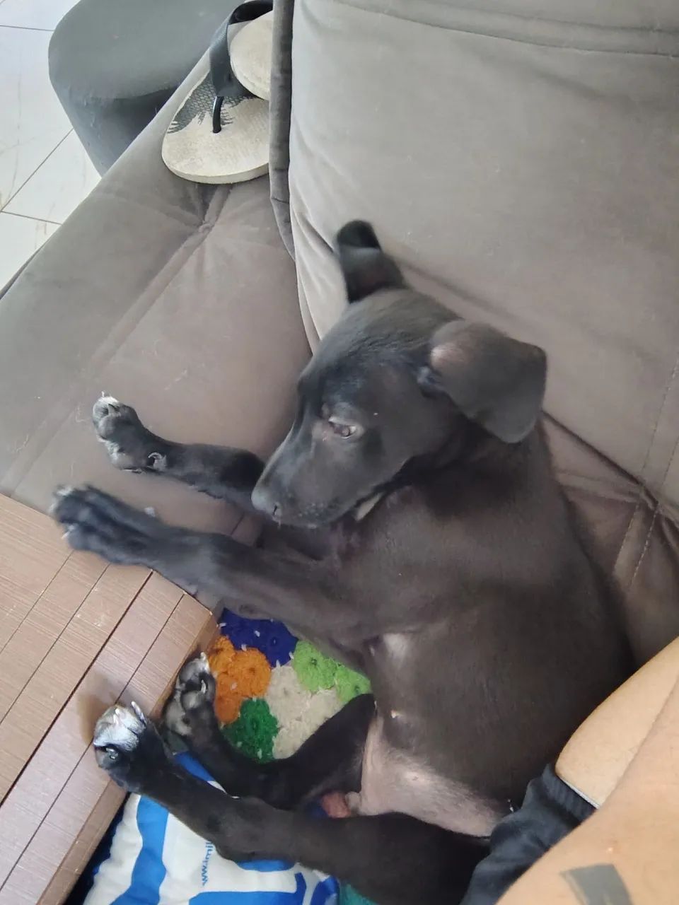 Cachorro Max - Foto 3