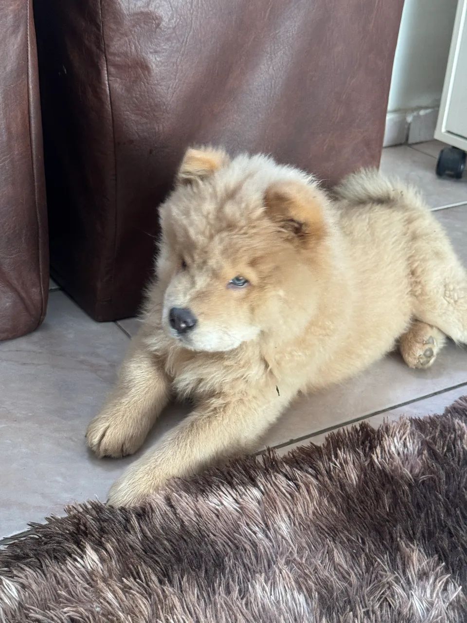 Chow chow macho a venda  - Foto 4