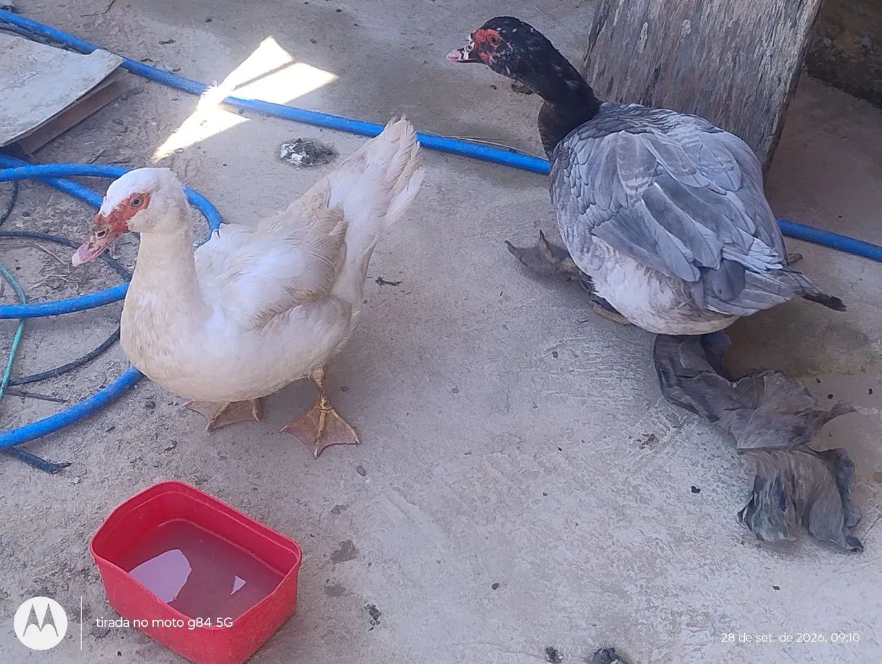 Patos  - Foto 3